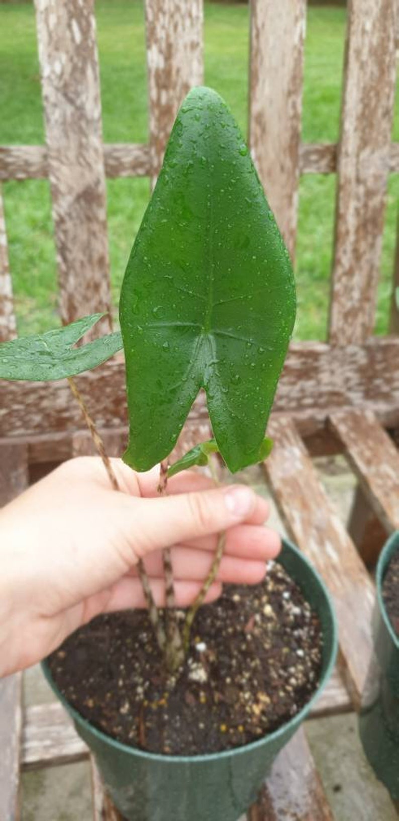 Alocasia Zebrina Elephant Ear about 12 Tall growing in a 6 pot