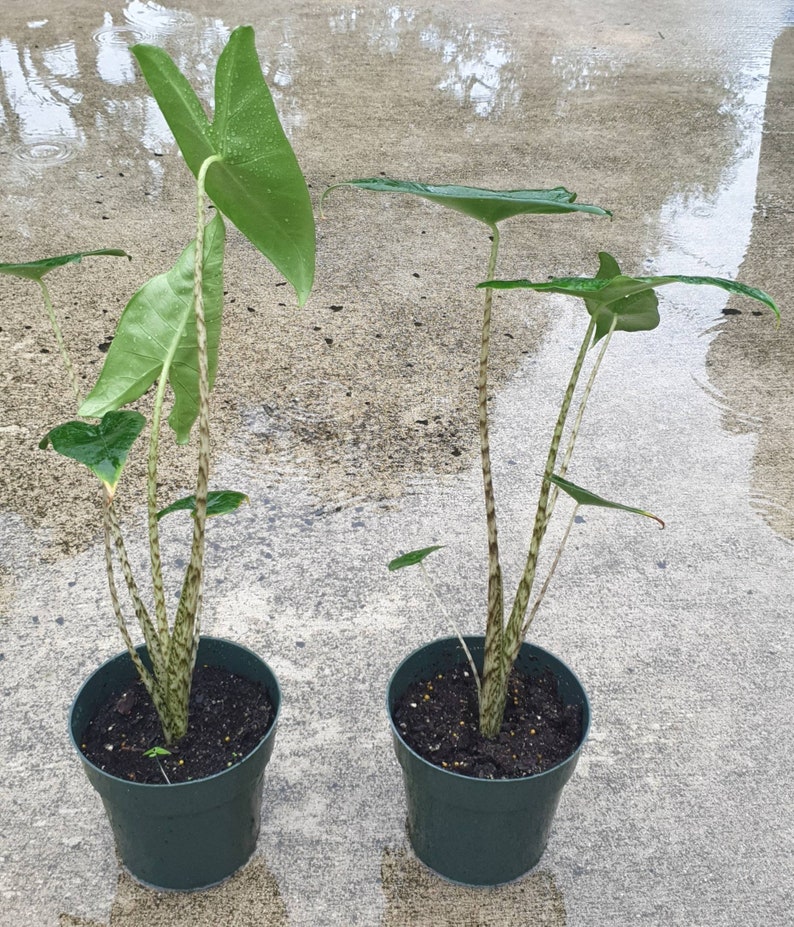 Alocasia Zebrina Elephant Ear about 12 Tall growing in a 6 pot