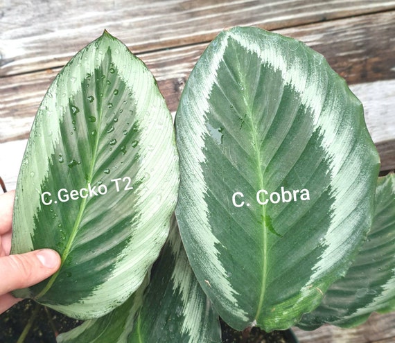 Calathea Bicajoux Gecko (type 2) Growing in a 6" Pot - Etsy New Zealand