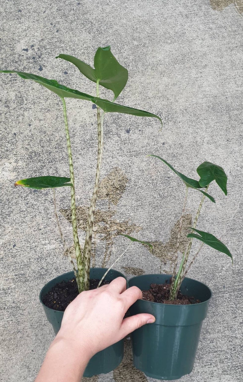 Alocasia Zebrina Elephant Ear about 12 Tall growing in a 6 pot