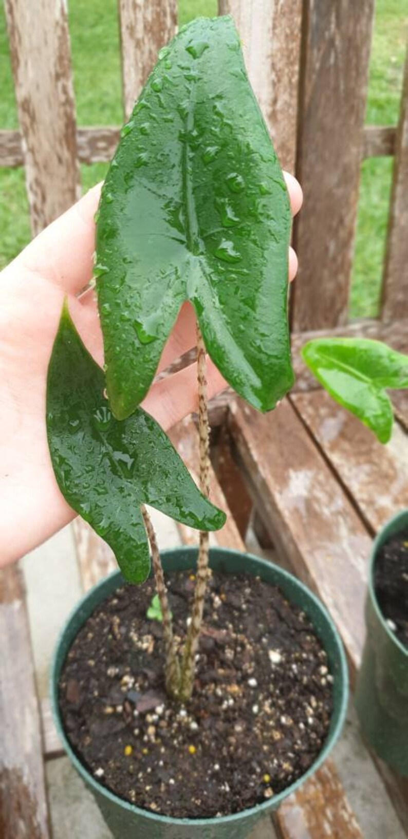 Alocasia Zebrina Elephant Ear about 12 Tall growing in a 6 pot