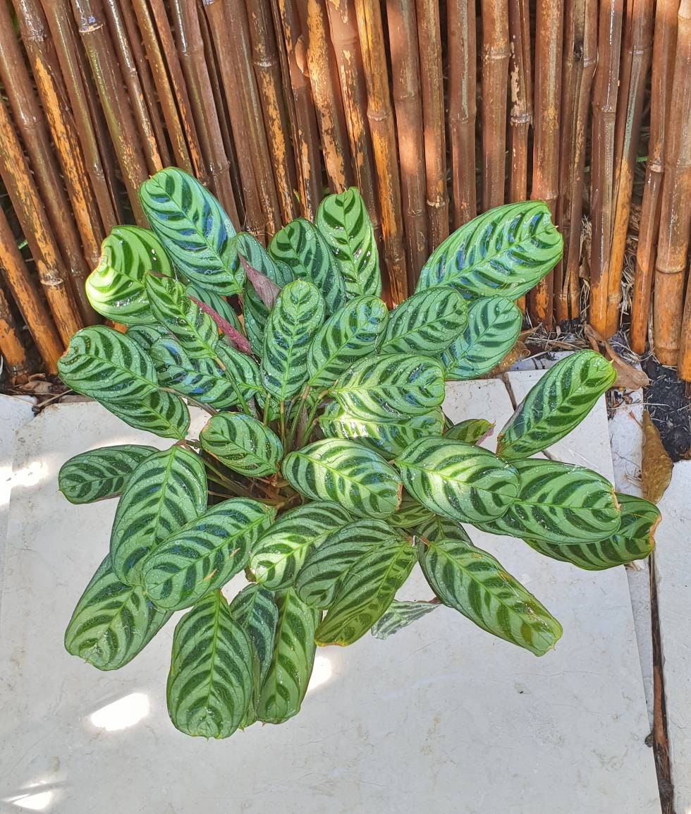 Fishbone Prayer Plant