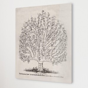 May include: A framed black and white illustration of a tree with a detailed, branching design. The artwork is mounted on a white wall, above a white couch with blue and tan pillows. The text at the bottom reads "The Common Law - In the Semblance of a Tree..."