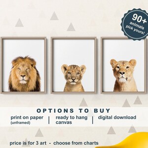 May include: Three framed animal prints featuring a lion, a lion cub, and a lioness. The prints are available in three options: print on paper, ready to hang canvas, or digital download. The text "90+ animals pick yours!" is in a blue circle in the upper right corner. The text "OPTIONS TO BUY" is in a black rectangle at the bottom of the image. The text "price is for 3 art - choose from charts" is in a black rectangle below the "OPTIONS TO BUY" rectangle. The text "slide to see more options" is in a yellow rectangle at the bottom right corner of the image.