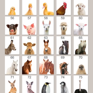 K&ouml;nnte beinhalten: Ein Raster mit 25 Bildern, die verschiedene Tiere zeigen, darunter ein K&uuml;ken, eine Ente, ein Hahn, ein Lamm, ein Schwein, ein Lama, ein Alpaka, ein Esel, eine Kuh, ein Fohlen, ein Pferd, eine Robbe, ein K&auml;nguru, ein Pinguin und ein Strau&szlig;. Die Bilder sind von 51 bis 75 nummeriert.