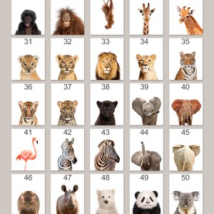 K&ouml;nnte beinhalten: Ein Raster mit 50 Bildern, die verschiedene Tiere zeigen, darunter einen Affen, eine Giraffe, einen L&ouml;wen, einen Tiger, ein Zebra, einen Elefanten, einen Panda und einen Koala. Die Bilder sind von 26 bis 50 nummeriert. Der Text "SLIDE FOR MORE ANIMALS" befindet sich am unteren Rand des Rasters.