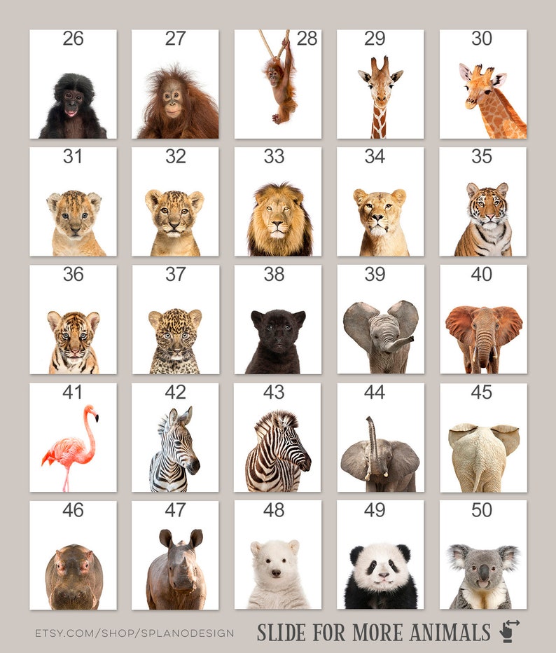 K&ouml;nnte beinhalten: Ein Raster mit 50 Bildern, die verschiedene Tiere zeigen, darunter einen Affen, eine Giraffe, einen L&ouml;wen, einen Tiger, ein Zebra, einen Elefanten, einen Panda und einen Koala. Die Bilder sind von 26 bis 50 nummeriert. Der Text "SLIDE FOR MORE ANIMALS" befindet sich am unteren Rand des Rasters.