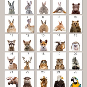 K&ouml;nnte beinhalten: Ein Satz von 25 druckbaren Bildern mit verschiedenen Tieren, darunter ein Kaninchen, ein B&auml;r, ein Waschb&auml;r, ein Fuchs, ein Eichh&ouml;rnchen, ein Igel, ein Reh, eine Eule, ein Stinktier, ein Elch, ein Otter, ein Bison, ein Adler und ein Papagei. Die Bilder sind von 1 bis 25 nummeriert.