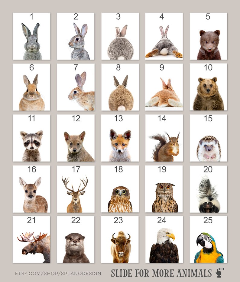 K&ouml;nnte beinhalten: Ein Satz von 25 druckbaren Bildern mit verschiedenen Tieren, darunter ein Kaninchen, ein B&auml;r, ein Waschb&auml;r, ein Fuchs, ein Eichh&ouml;rnchen, ein Igel, ein Reh, eine Eule, ein Stinktier, ein Elch, ein Otter, ein Bison, ein Adler und ein Papagei. Die Bilder sind von 1 bis 25 nummeriert.