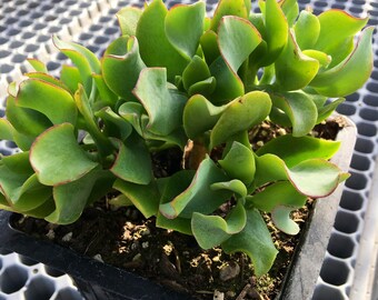 4 RAPUNZEL PLANT SARCOSTEMMA VIMINALE SUCCULENT PLANT CUTTINGS 4-8 INCHES LONG!!