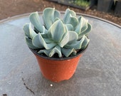 Echeveria Topsy Turvy - 4 inch Live Succulent Plant