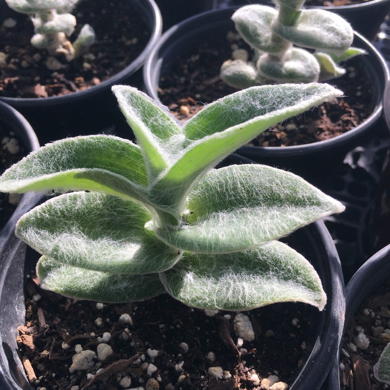 4 Tradescantia Sillamontana 'White Velvet' | Etsy