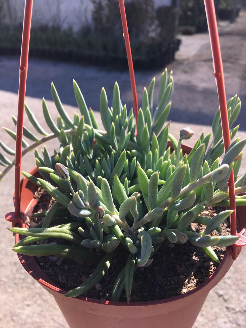 Senecio 'Fish Hooks' Hanging/Trailing Plant 6 Etsy