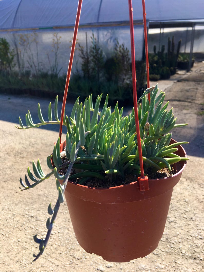 Senecio 'Fish Hooks' Hanging/Trailing Plant 6 Etsy