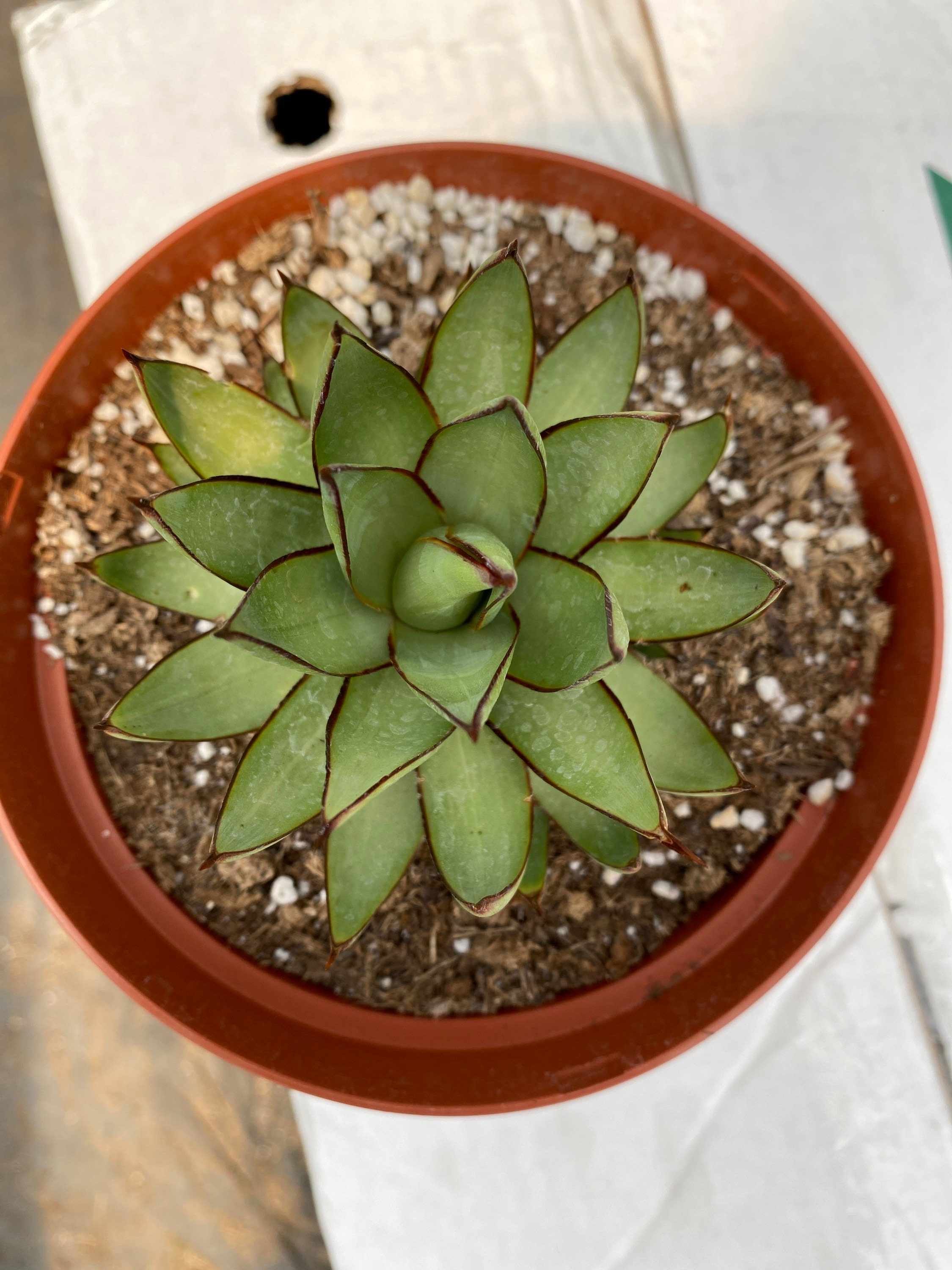 RARE!! Agave 'romanii' | shadow Dancer - (6 Inch Pot) - Live Succulent  Plant - Etsy