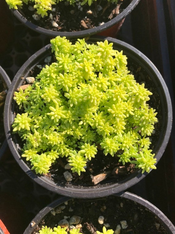 4 Sedum Acre Gold Moss Goldmoss Stonecrop Etsy