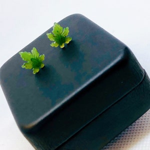 Op de afbeelding: Een paar groene, blaadjesvormige oorbellen in een zwarte doos. De oorbellen zijn gemaakt van een glanzend, doorschijnend materiaal.