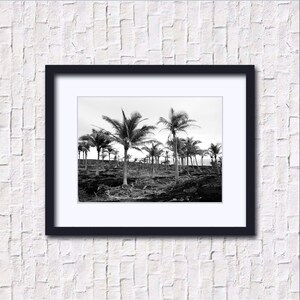 Fine Art Photography Prints, Palm Grove In Lava Field, Kaui Hawaii, 5x7, 8x10, 11x14, 16X20