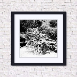 Fine Art Photography Prints, Uprooted Tree Roots, Cathedral Grove Forest, Vancouver Island, British Columbia, 5x5, 8x8, 10x10, 12x12