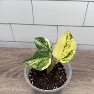 May include: A small potted plant with variegated heart-shaped leaves featuring a mix of deep green, light green, and creamy yellow patterns. The plant is housed in a clear plastic container filled with dark potting soil and white perlite.