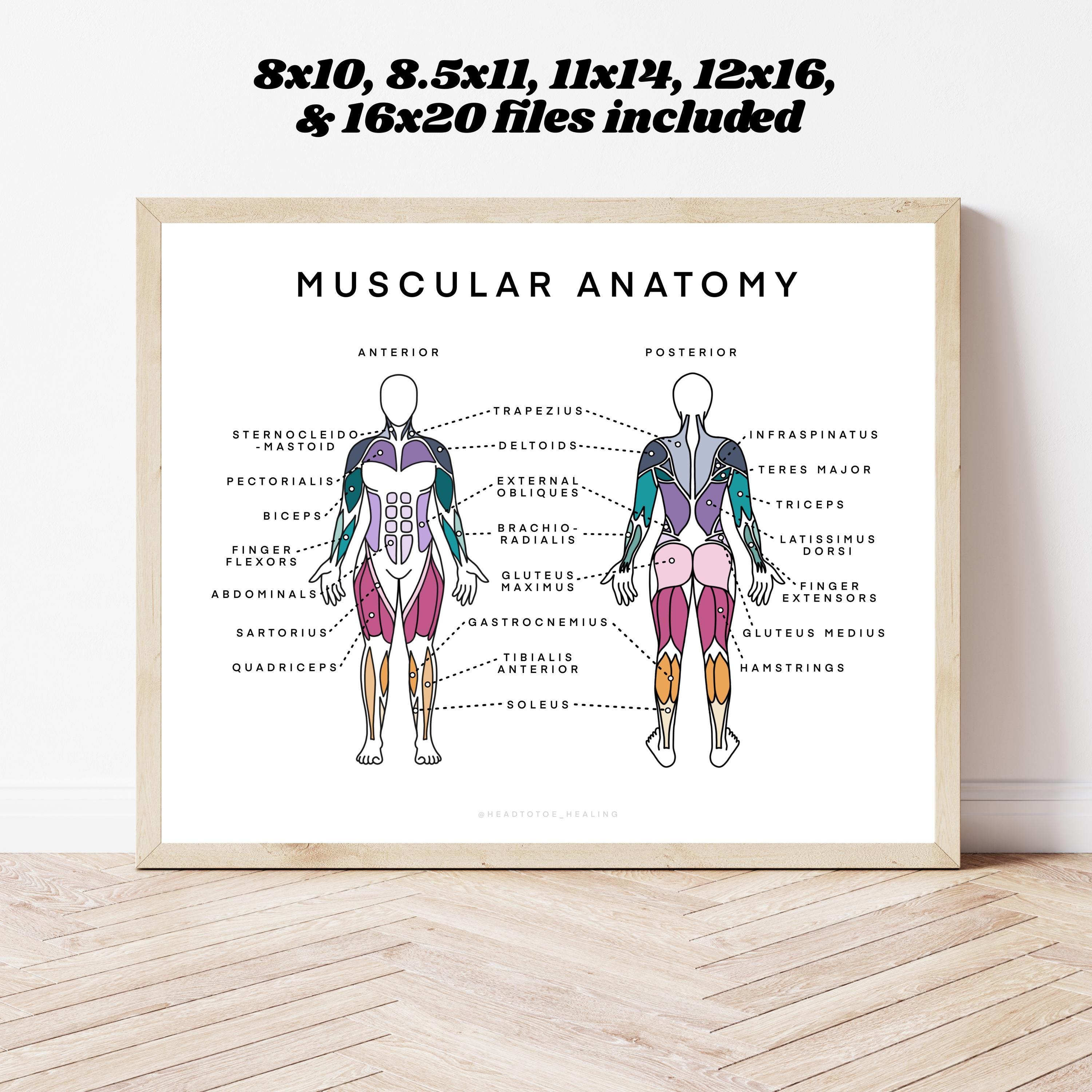 Muscular Chart Muscle Anatomy Chart, Muscular System Diagram (digital Download) - Etsy ...