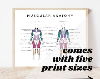 Muskel Anatomie Tabelle, Muskulatur Diagramm (Digitaler Download)