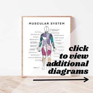 Muscles Chart Anatomy and Physiology of Muscular System Diagram of Muscles Nursing School Study Guide Nursing School Anatomy Poster A&P