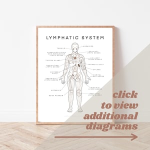 以下が含まれることがあります： 「LYMPHATIC SYSTEM」と題された額入りのプリントには、人体のリンパ系の図が表示されています。図はリンパ節やその他のコンポーネントの位置を示しています。「click to view additional diagrams」というテキストも表示されています。
