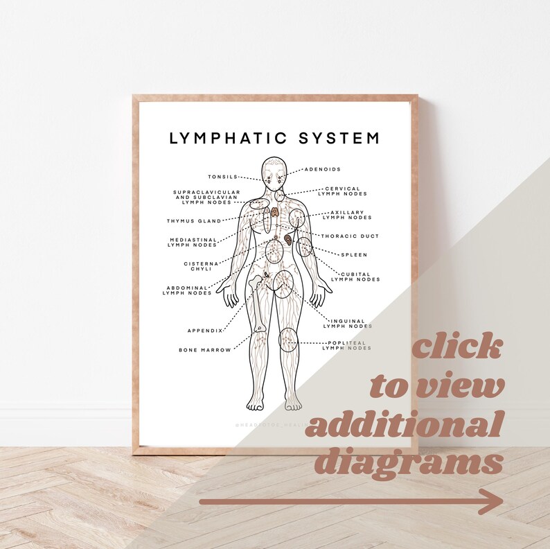 Lymphatic System Chart: Anatomy Diagram Art (digital Download) - Etsy