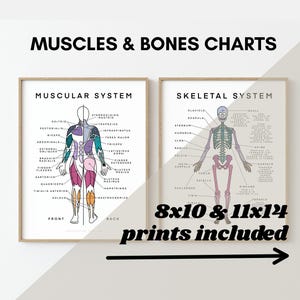 May include: Two anatomical charts, one showing the muscular system and the other showing the skeletal system. Both charts feature a human figure with labeled muscles and bones. The charts are framed in a light wood frame and have a white background. The text "MUSCLES & BONES CHARTS" is at the top of the image. The text "8x10 & 11x14 prints included" is at the bottom of the image.