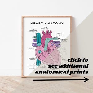 Heart Anatomy and Physiology of Heart Bloodflow Pathway of Heart Diagram Nursing School Study Guide Nursing School Anatomy Poster