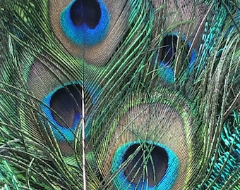 20 shorter peacock feathers - short feathers - 9-15" long - cruelty free - ethically collected and raised - no birds harmed!