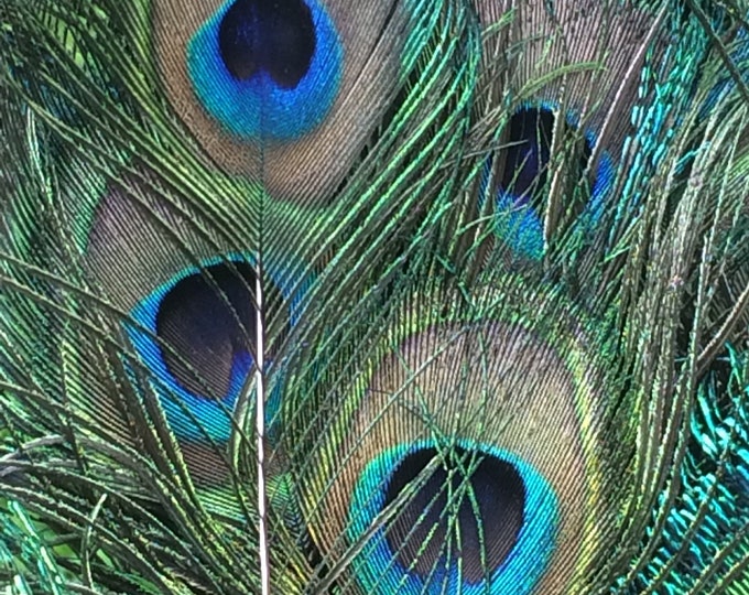 20 shorter peacock feathers - short feathers - 9-15" long - cruelty free - ethically collected and raised - no birds harmed!