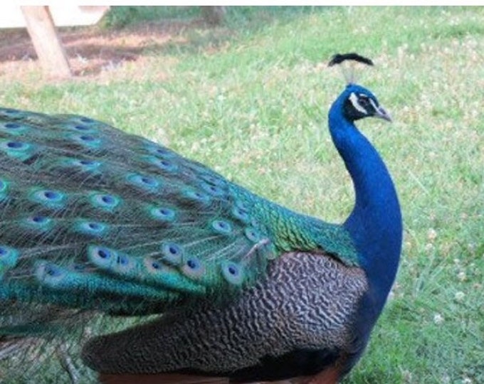 20 Medium Peacock Feathers Cruelty Free Ethically Etsy