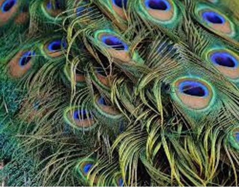 20 medium peacock feathers cruelty free ethically Etsy