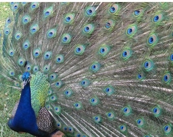 20 medium peacock feathers - cruelty free - ethically collected and raised - no birds harmed!