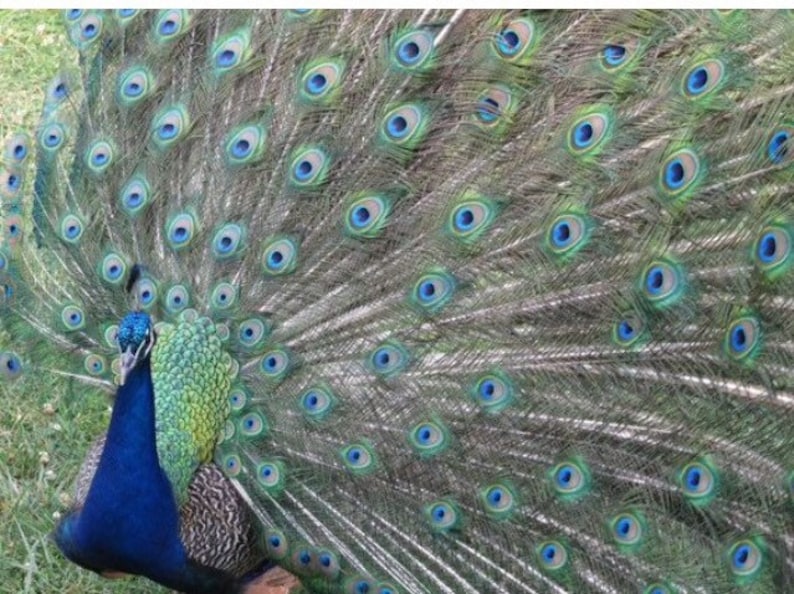 20 medium peacock feathers cruelty free ethically Etsy