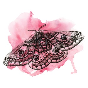Red Moth: Watercolor print