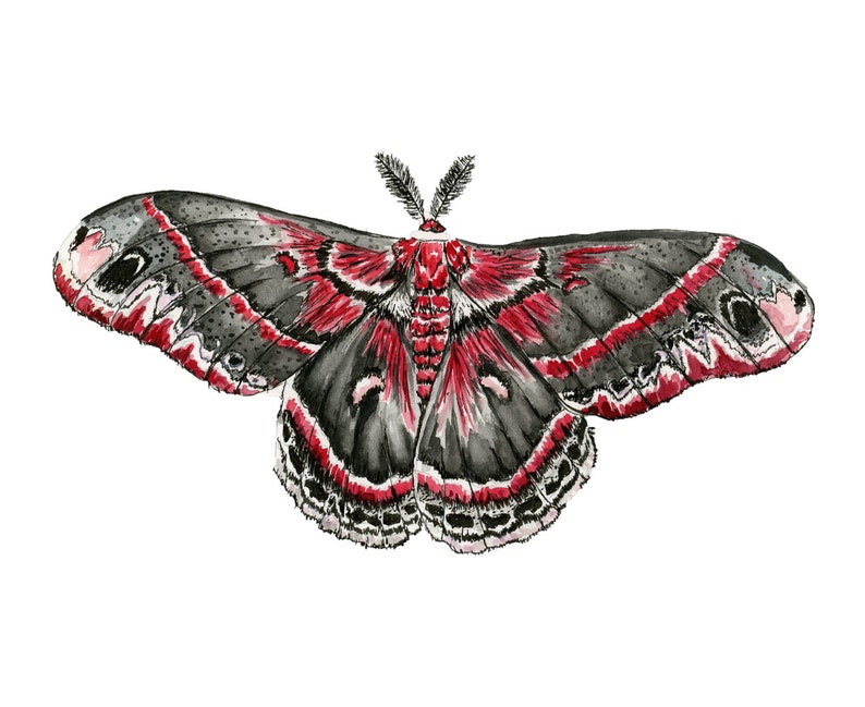 Red and back moth: watercolor print image 1