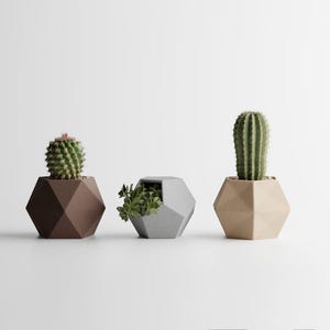 May include: Three geometric concrete planters in brown, gray, and beige, each holding a different type of succulent plant.