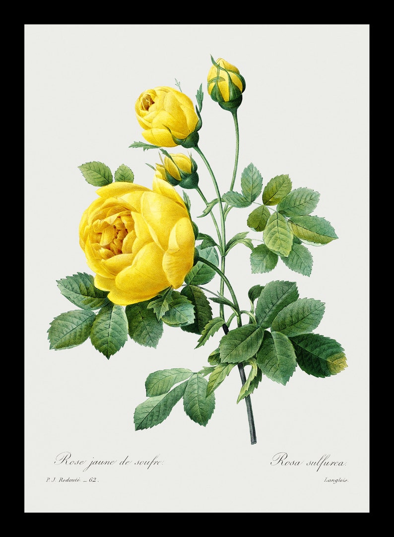Vintage Yellow Roses Illustration Posters Rose Flowers Print Etsy