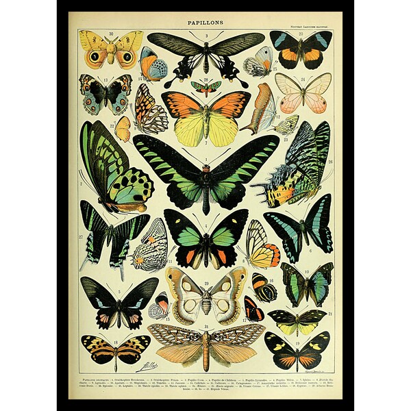 Vintage Butterfly Print by Adolphe Millot Vintage Poster Office Decor Butterfly Gift Idea Wall Art Larousse print