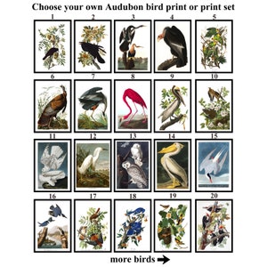 Impresión personalizada de obras de arte de aves Audubon o conjunto de impresión Audubon Birds of America Audubon Birds Poster Audubon Birds Print