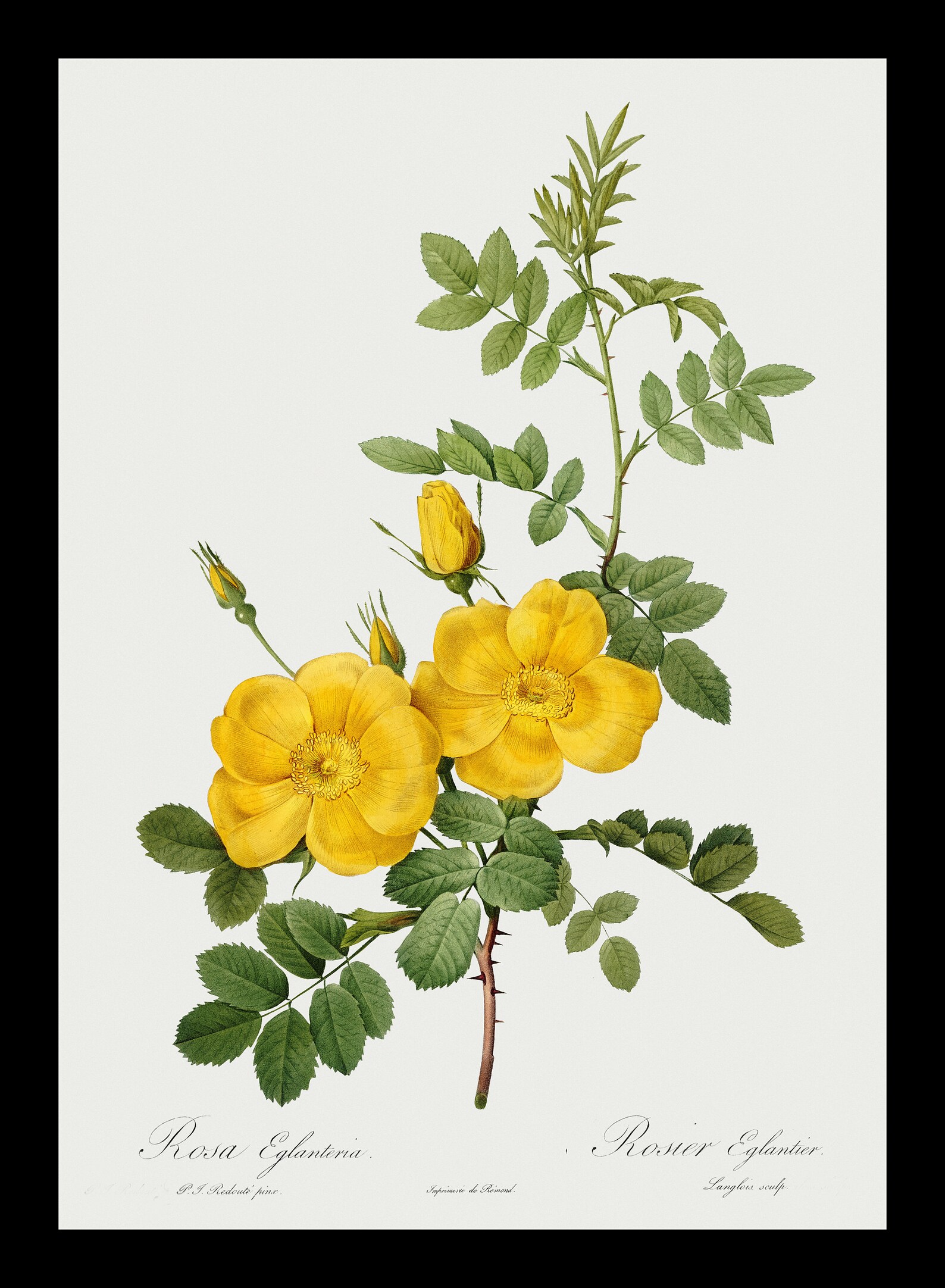 Vintage Yellow Roses Illustration Posters Rose Flowers Print Etsy