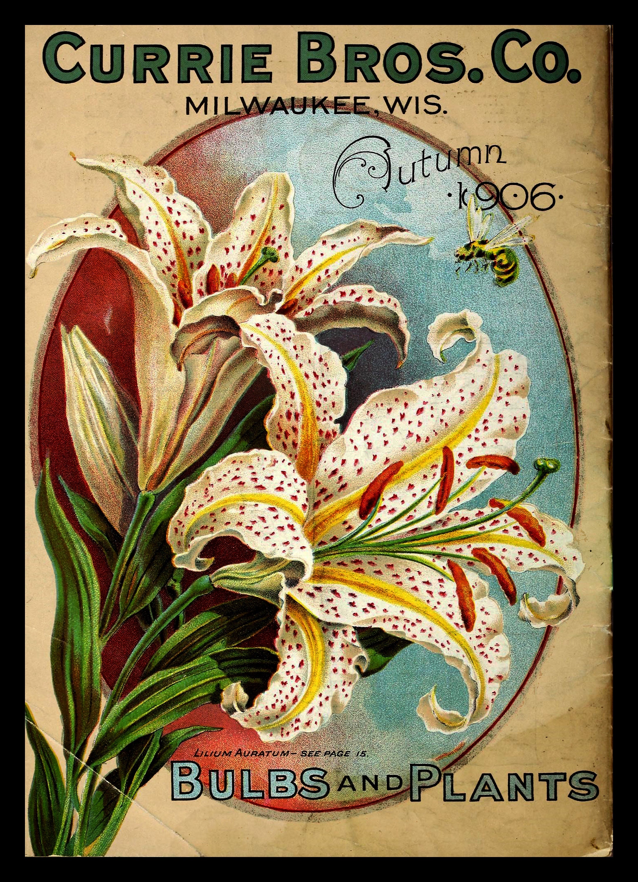 Ancient Lily Illustrations From Seed Trade Catalog Print Set - Etsy
