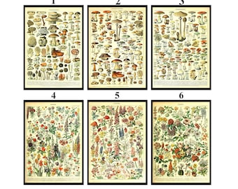 Adolphe Millot Prints: Plakat Adolpha Millota „Zioła i grzyby” z wykresem kwiatów