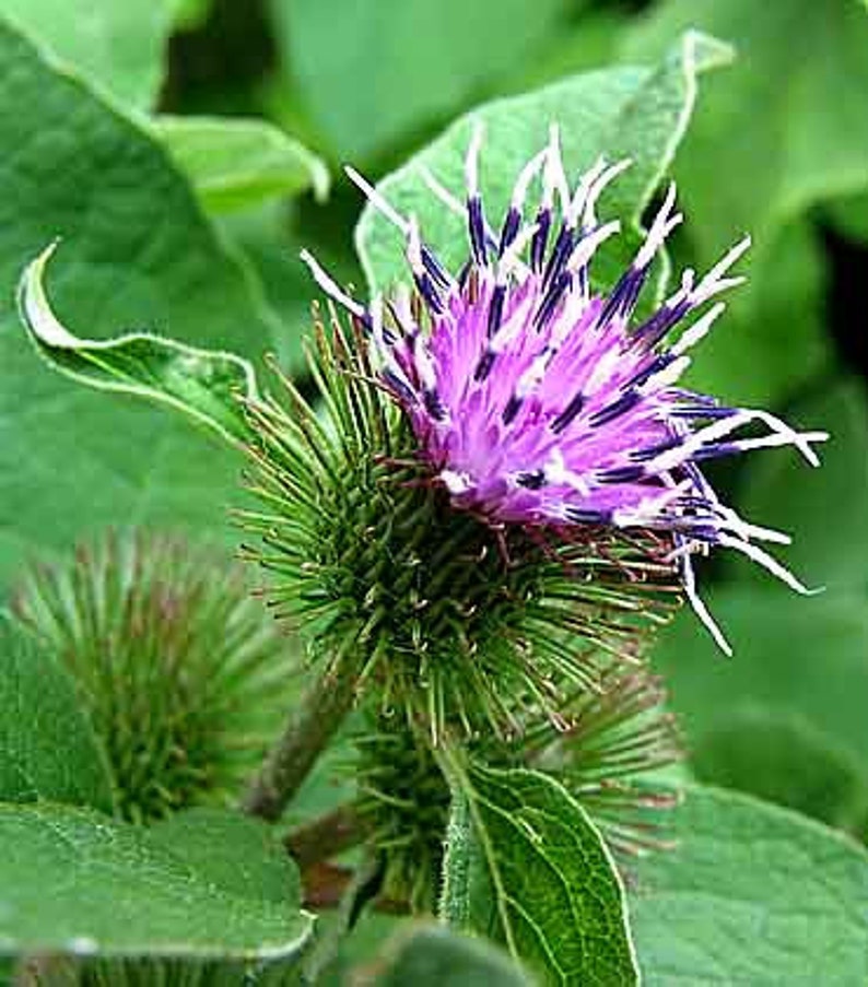 100g Siberian BURDOCK ROOT Arctium Lappa dried roots Etsy