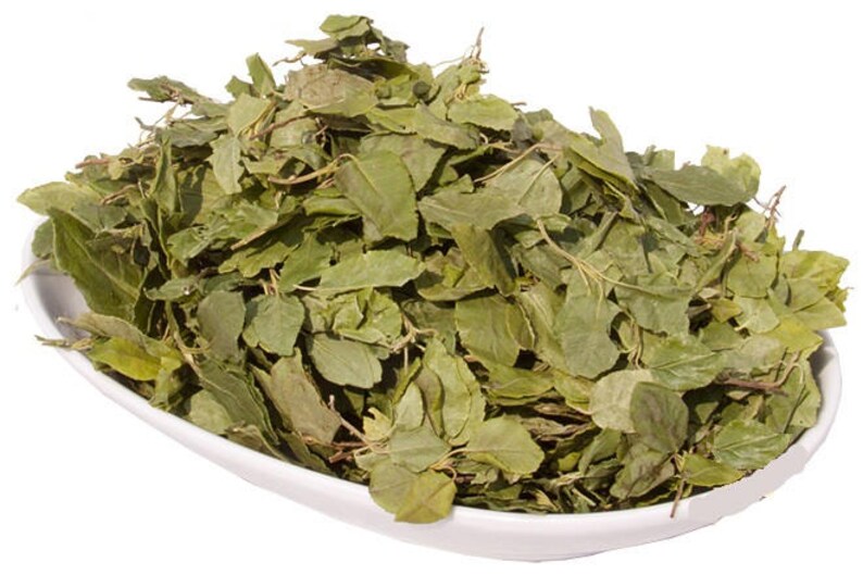 трава боровая матка показания. боровая матка травы алтая. травы боровая матка (ортилия). травы боровая матка (ортилия). золотой корень алтайвита.