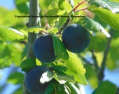 Prunus Purple Plum Fruit Tree Pits Seeds