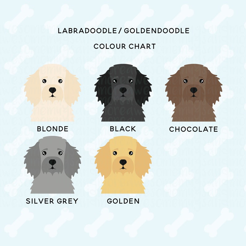 Może przedstawiać: Tabela kolor&oacute;w dla labradoodle'&oacute;w i goldendoodle'&oacute;w. Tabela przedstawia sześć r&oacute;żnych kolor&oacute;w: blond, czarny, czekoladowy, srebrno-szary, złoty i kremowy.